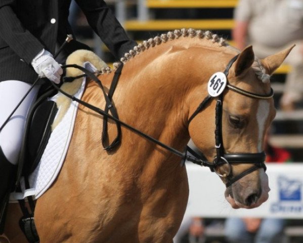 dressage horse Golden Dime (German Riding Pony, 2008, from Donnerwetter)