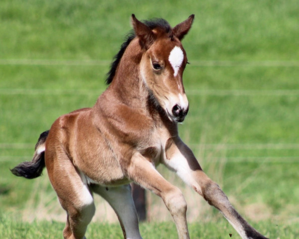 jumper Heiligenbergs Candy Brown (German Riding Pony, 2022, from Ronaldo Vom Schwarzbach)