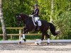 dressage horse Dacapo Nero (Westphalian, 2013, from Daley Thompson)