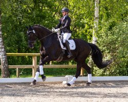 dressage horse Dacapo Nero (Westphalian, 2013, from Daley Thompson)