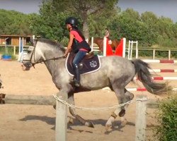 stallion Ascot de Beaufort (French Pony, 2010, from Kantje's Ronaldo)