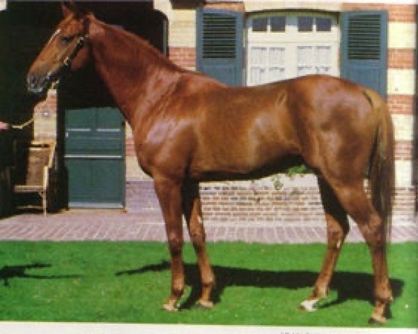 stallion Bon Sang xx (Thoroughbred, 1979, from Gyr xx)