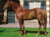 stallion Bon Sang xx (Thoroughbred, 1979, from Gyr xx)