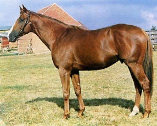 stallion Gyr xx (Thoroughbred, 1967, from Sea-Bird II xx)