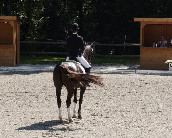 Reitturnier Ditzingen 2023