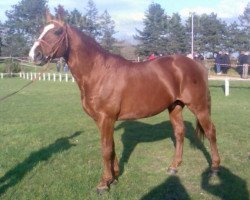 stallion Bibrahim du Moulin (Selle Français, 1989, from Rosire)