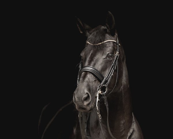 dressage horse Fantastique Fleur (Hanoverian, 2014, from Fantastic)