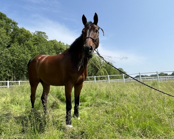 jumper Comanchero 29 (Westphalian, 2018)