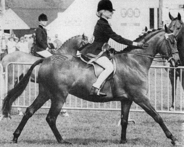 broodmare Courtland Cottage Fair (British Riding Pony, 1984, from Glenfield Hill Cottage)