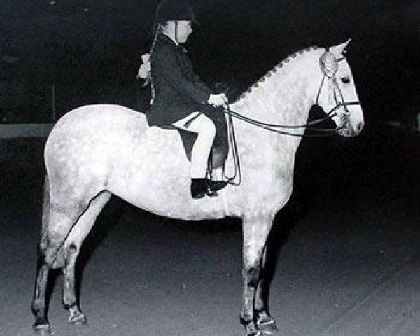 Zuchtstute Greenacres Twilight (British Riding Pony,  , von Cusop Petit)