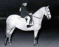 broodmare Greenacres Twilight (British Riding Pony,  , from Cusop Petit)