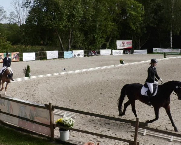 Reitturnier Ditzingen 2023