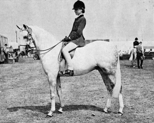 Pferd Kavora Kind Sir (British Riding Pony,  , von Bwlch Valentino)