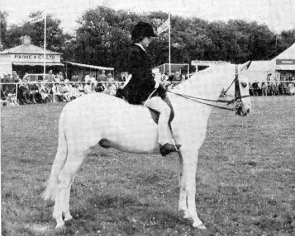 Pferd Cusop Call Boy (Welsh Pony (Sek.B), 1953, von Cusop Architect)