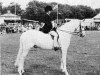 Pferd Cusop Call Boy (Welsh Pony (Sek.B), 1953, von Cusop Architect)