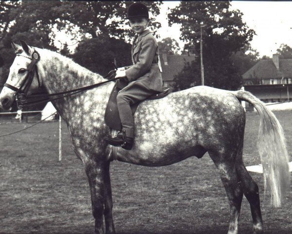 Pferd Coed Coch Syniad (Welsh Mountain Pony (Sek.A), 1951, von Coed Coch Moelwyn)