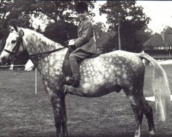 Pferd Coed Coch Syniad (Welsh Mountain Pony (Sek.A), 1951, von Coed Coch Moelwyn)