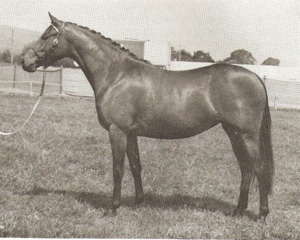 Zuchtstute Chirk Catmint (Welsh Partbred, 1967, von Chirk Caradoc)