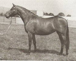 broodmare Chirk Catmint (Welsh Partbred, 1967, from Chirk Caradoc)