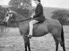 Zuchtstute Miss Minette (British Riding Pony, 1947, von Malinin AA)