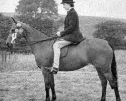 broodmare Miss Minette (British Riding Pony, 1947, from Malinin AA)