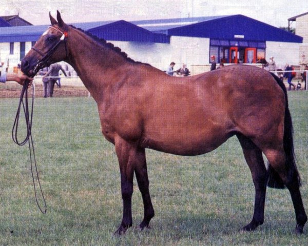 horse Solway Camelia (British Riding Pony, 1975, from Rosslyn Sandalwood)