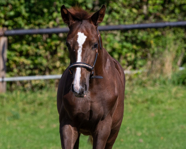 dressage horse Santo d‘Amour (Hanoverian, 2023, from San To Alati FRH)