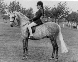 Pferd Silver Birch of Spring (British Riding Pony, 1977, von Gems Woodcock)