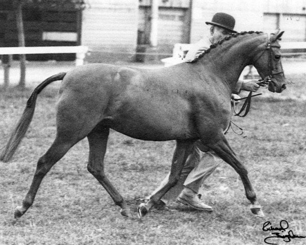 Zuchtstute Katie's Dream (Welsh Partbred, 1981, von Keston Royal Occasion)