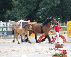 horse Stute von Augustus / Nemo (Rhenish-German Cold-Blood, 2021, from Augustus)