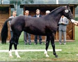 broodmare Azalee (Oldenburg, 1986, from Akzent II)