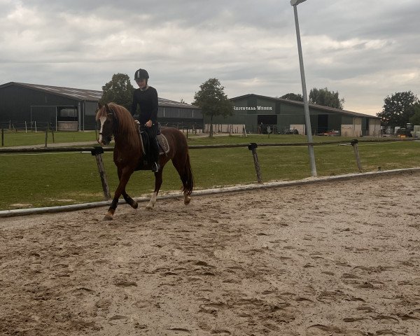 horse Millstone Valery (Welsh Partbred, 2012, from Millstone Caerleon)