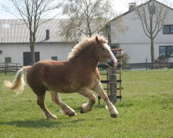 Pferd Camaro (Rheinisch-Westfälisches Kaltblut, 2011, von Helmut)