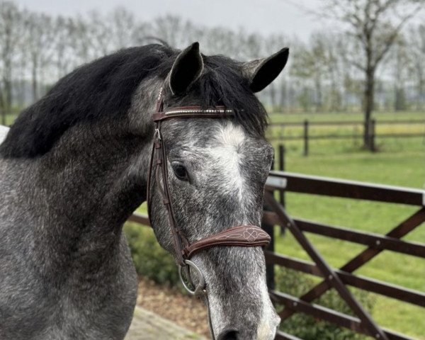 horse COMME D'OR-K VAN KATTENHEYE Z (Zangersheide riding horse, 2020, from Comme d'Api van de Hacienda Z)