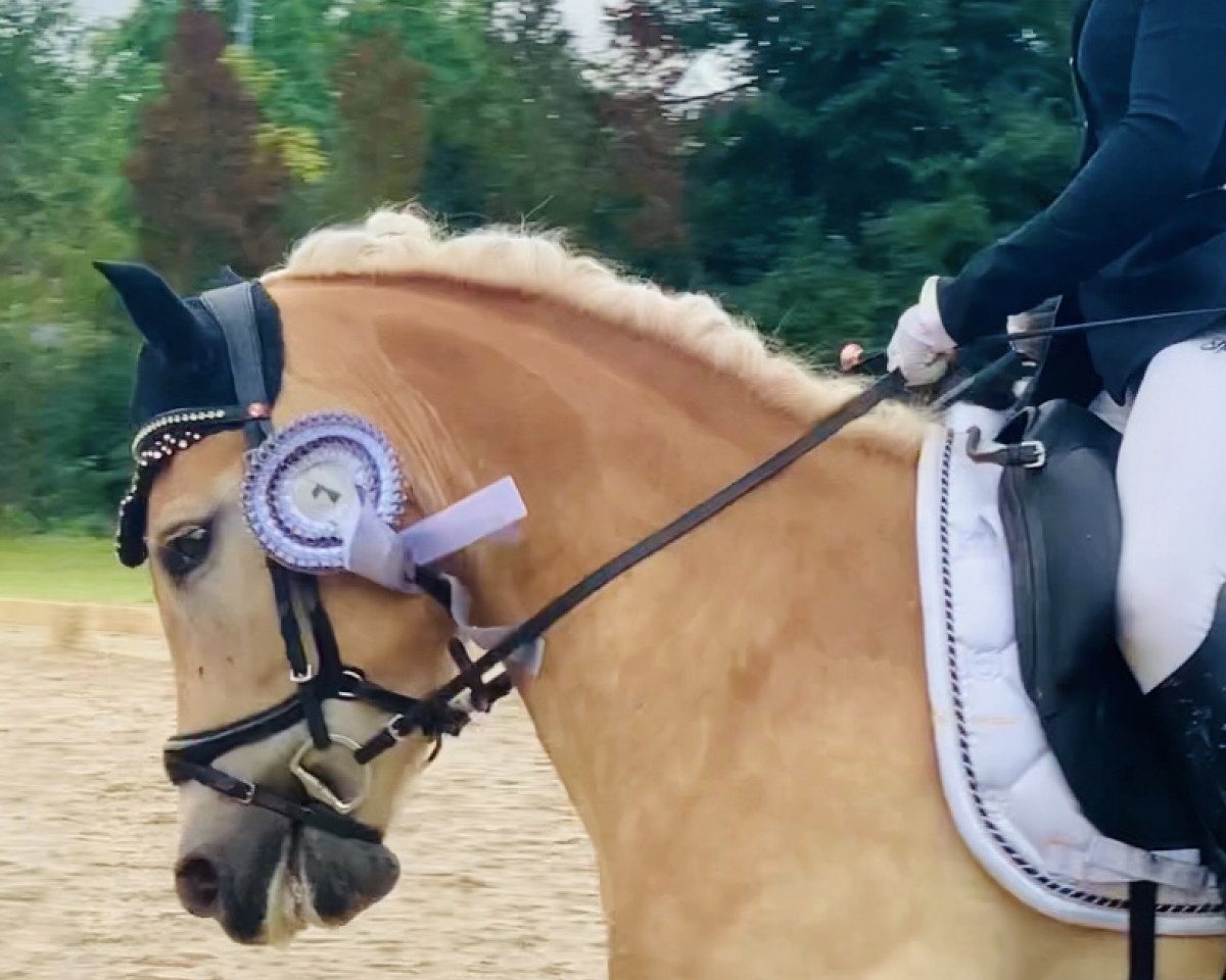 horse Solo 140 (Haflinger, 2019, from liz. 410/T Sevruga)