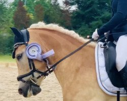 horse Solo 140 (Haflinger, 2019, from liz. 410/T Sevruga)