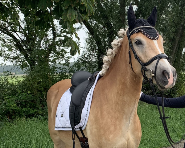 horse Solo 140 (Haflinger, 2019, from liz. 410/T Sevruga)