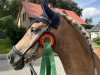 dressage horse Wildfeuer 27 (Haflinger, 2009)