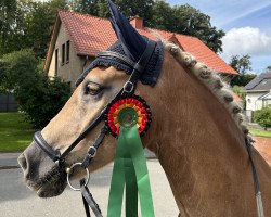 dressage horse Wildfeuer 27 (Haflinger, 2009)