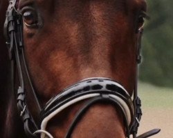 dressage horse Dance Like Me (Oldenburg, 2016, from Blue Hors Dreamline)