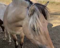 horse Haylee (Fjord Horse, 2018, from Fjordbækken’s Sidan)