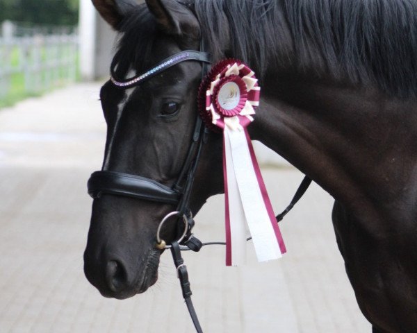 dressage horse Fürst Fidelio - H (Hanoverian, 2018, from Fürsten-Look)