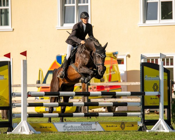 jumper Cicilia (German Sport Horse, 2007, from Cola 10)