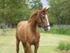 dressage horse Titolina (Mecklenburg, 2017, from Titolas)