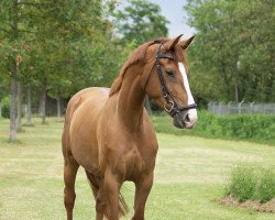 dressage horse Titolina (Mecklenburg, 2017, from Titolas)