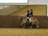 dressage horse Zuckerguss (Haflinger, 2002, from Nepomuk)