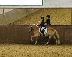 dressage horse Zuckerguss (Haflinger, 2002, from Nepomuk)