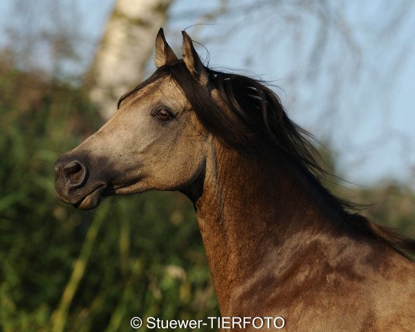 broodmare Balinea (Arab half breed / Partbred, 2007, from Dabrock El Nafe ox)