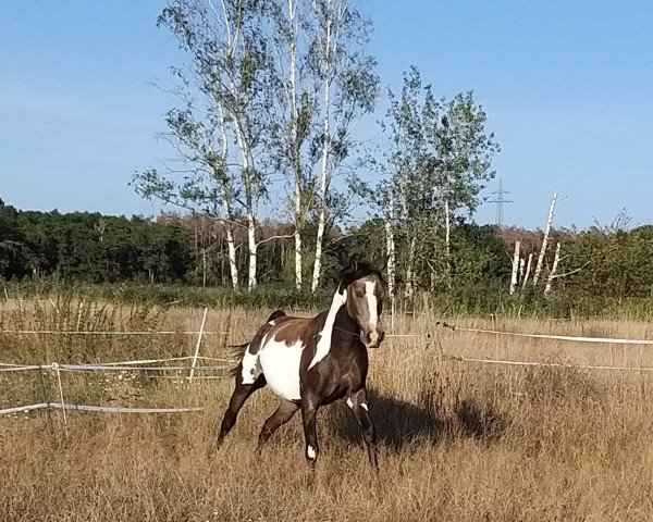 Pferd Bephano (Arabisches Halbblut / Partbred,  , von TE Pharenheit)