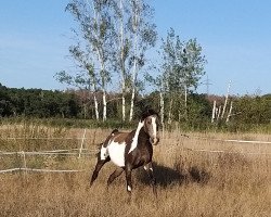 horse Bephano (Arab half breed / Partbred,  , from TE Pharenheit)